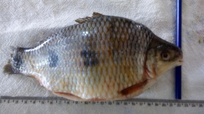 Peixe exótico é fisgado por pescador no Rio Grande - Foto: Divulgação