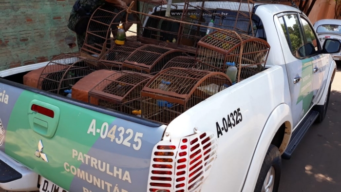 Homem é multado em R$ 80 mil por maus-tratos contra aves em cativeiro - Foto: Reprodução