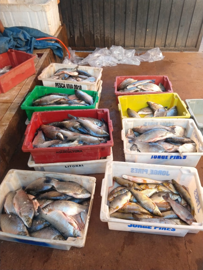 Polícia Ambiental flagra comércio ilegal de peixes em Colômbia - Foto: PMESP