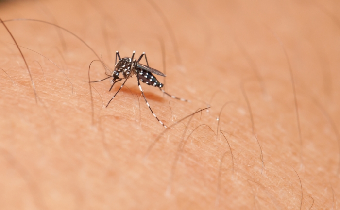 Saúde divulga relatório sobre casos de dengue em Colômbia - Foto: Portal NC