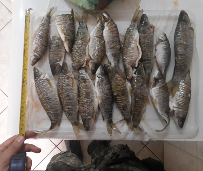 Polícia Ambiental aprende pescados irregulares em Colômbia - Foto: PMESP