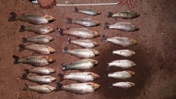 Pescadores são multados e tem os peixes apreendidos - Foto: Portal NC