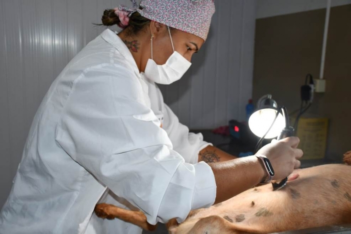 Prefeitura de Colômbia retoma castração de cães e gatos no município - Foto: 