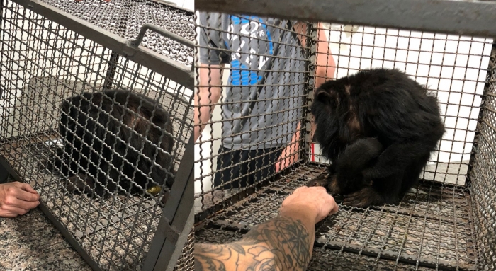 Macaco bugio ferido é resgatado pelo Corpo de Bombeiros em Colômbia - Foto: 