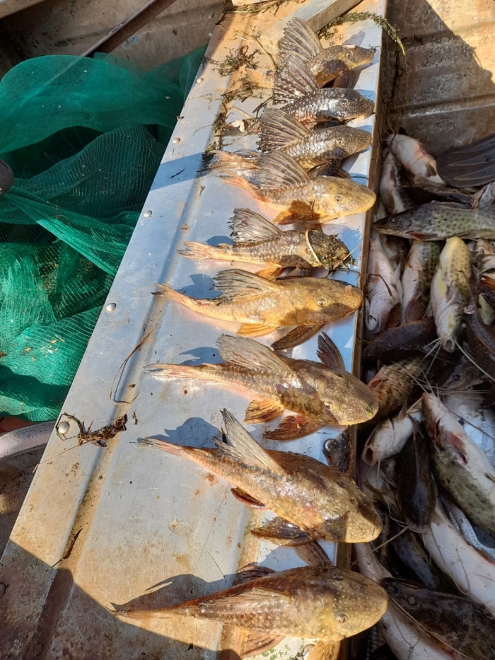 Pescador que capturou peixes irregularmente é multado em mais de mil reais - Foto: PMESP