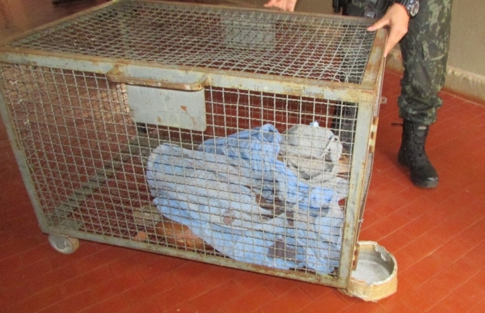 Animal atropelado na Faria Lima é resgatado - Foto: Maria Inácia 