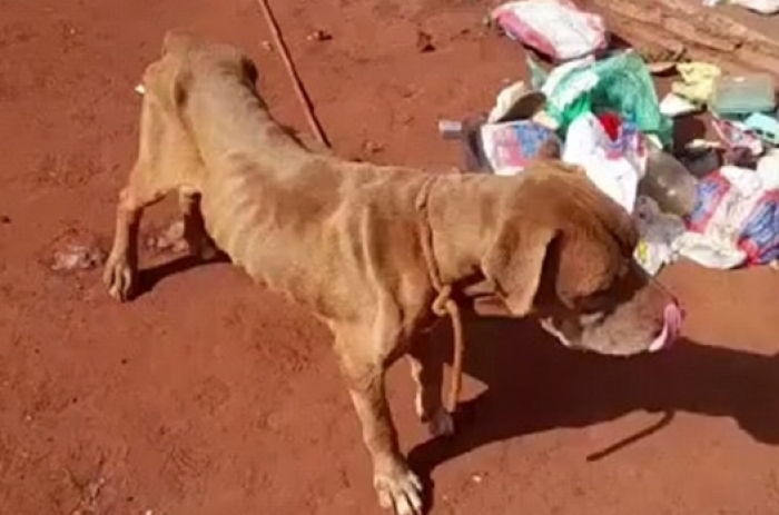 Cachorro é encontrado em situação de maus tratos em Planura - Foto: 