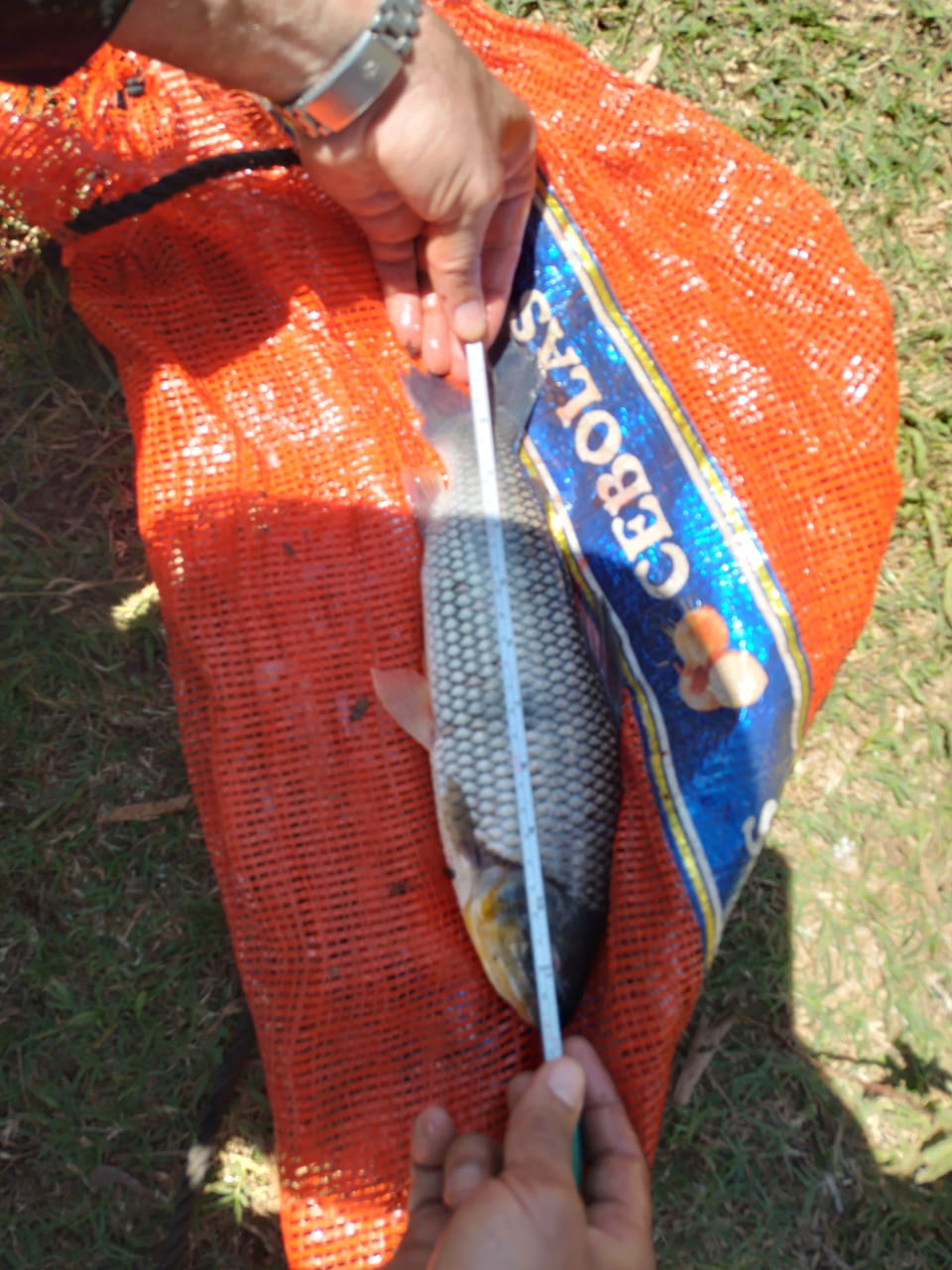 : Pescador é multado em R$ 1 mil por capturar espécie proibida na piracema