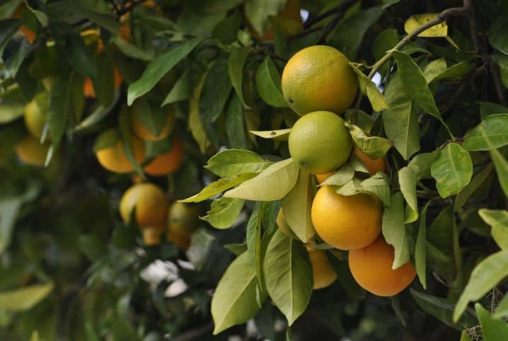 : Cultivo de laranja é a atividade que mais emprega em Colômbia.