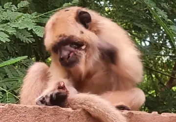 Macaco ferido é encontrado em Colômbia - Foto: 