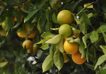 : Cultivo de laranja é a atividade que mais emprega em Colômbia.