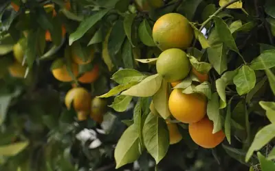 Cultivo de laranja é a atividade que mais emprega em Colômbia
