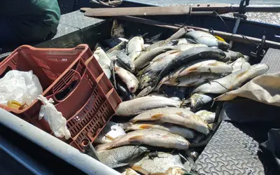 Pescadores recebem multa por pesca em área proibida no Rio Pardo com o Rio Grande